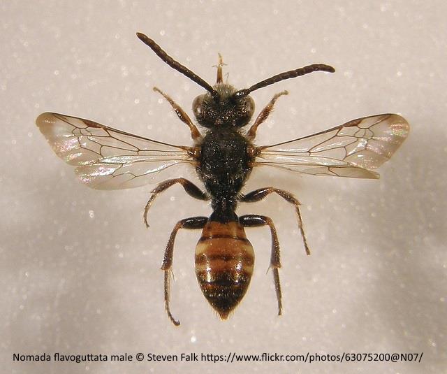 Nomada flavoguttata - Detail - Biodiversity Maps